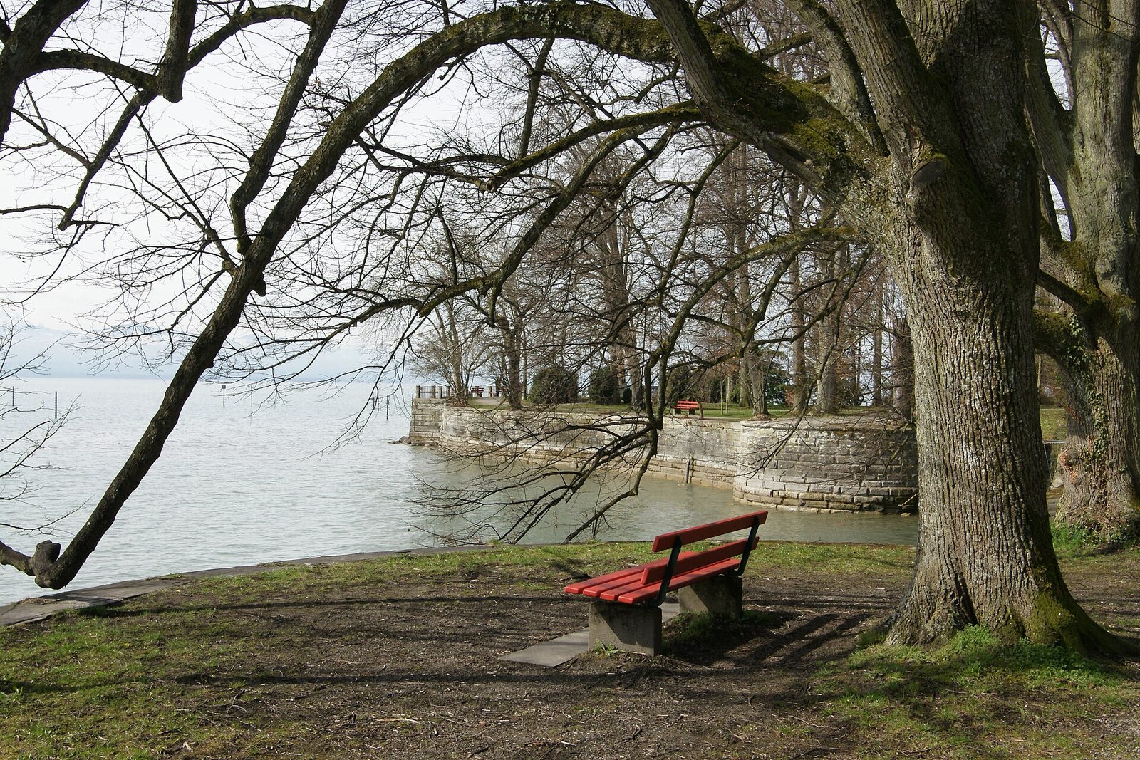 Alte Bäume und eine Bank am Ufer im Lindenhofpark in Lindau-Schachen