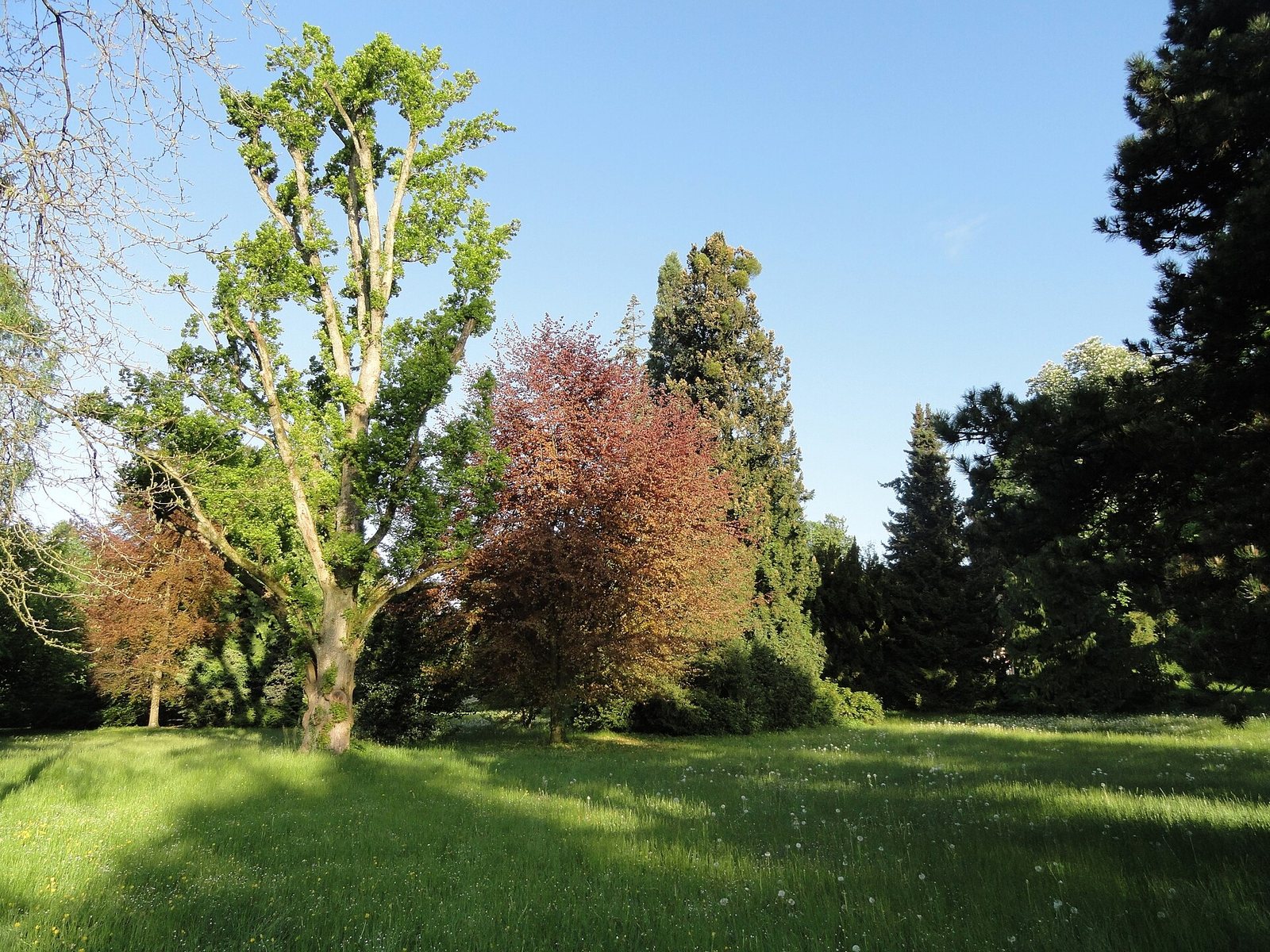 Wiese mit alten Bäumen im Lindenhofpark