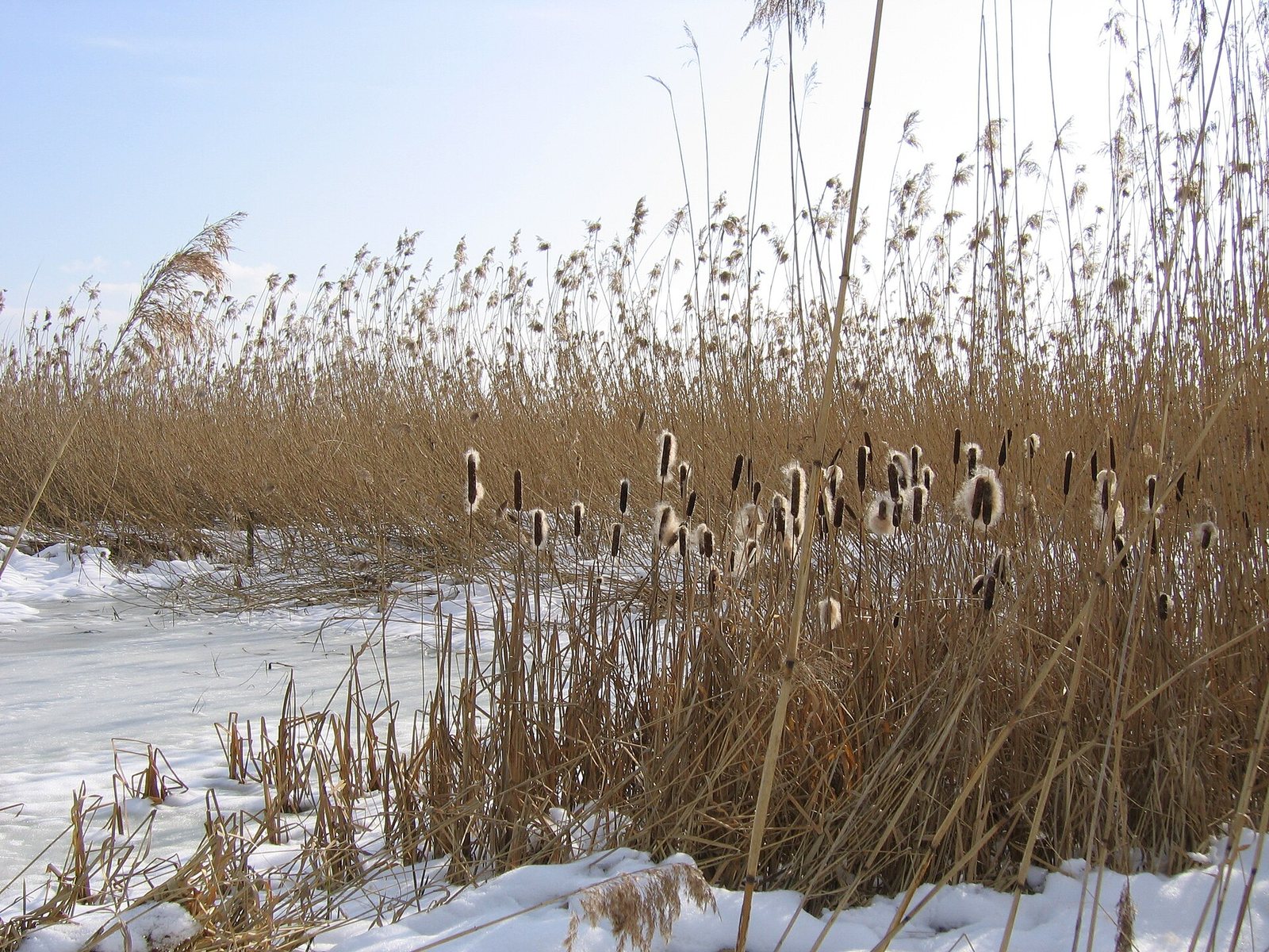 Schilfgürtel im Naturschutzgebiet Reutiner Bucht in Lindau