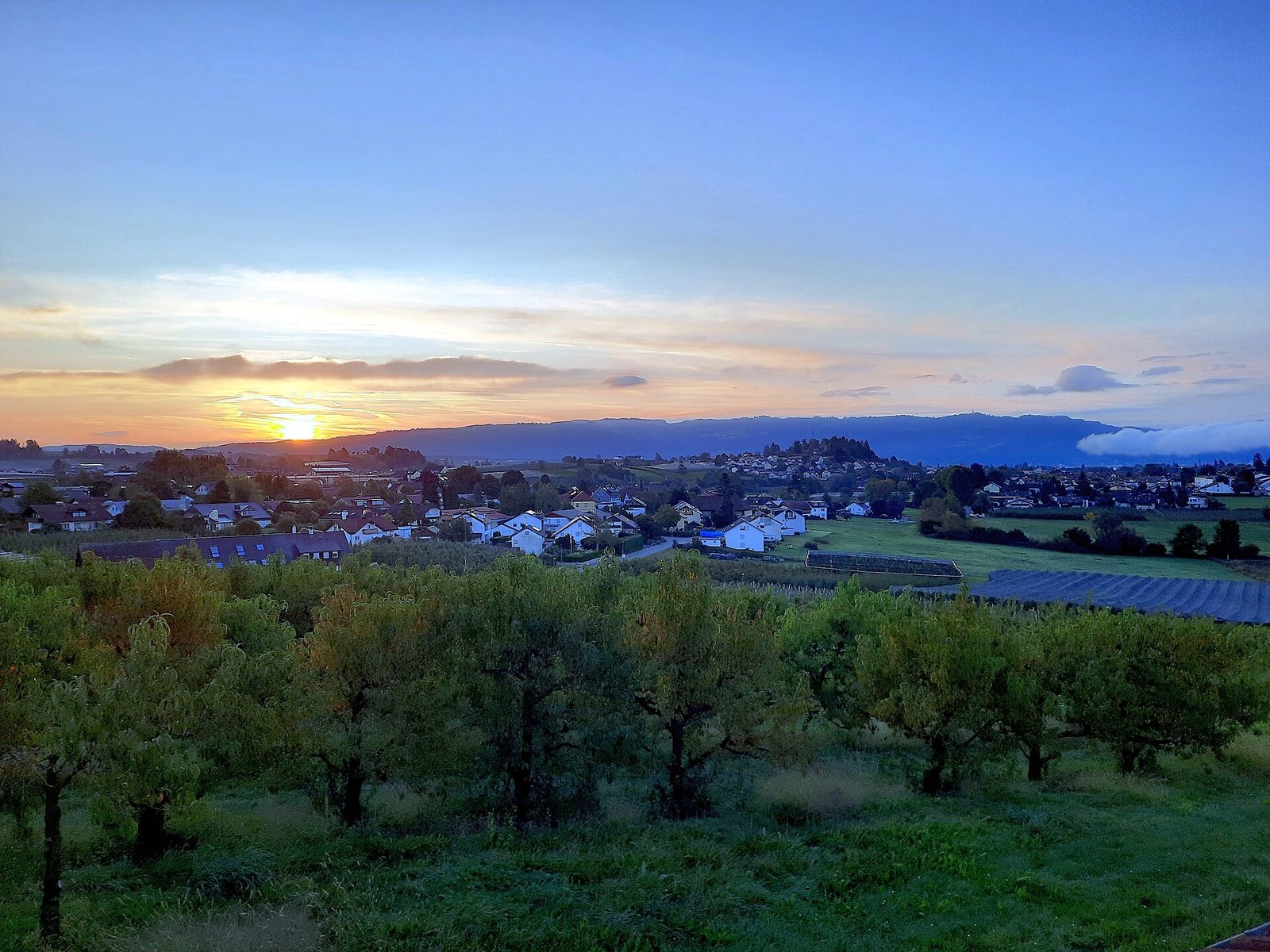 Sonnenaufgang über Obstgärten im Hinterland von Lindau